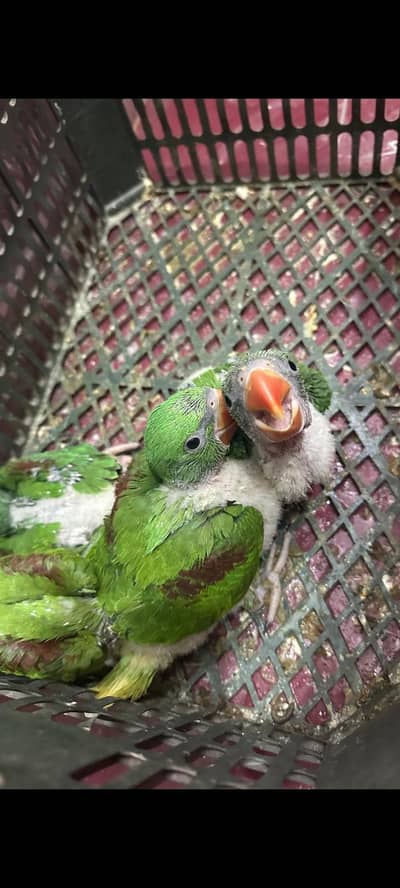 Kashmir Raw Baby   Covered