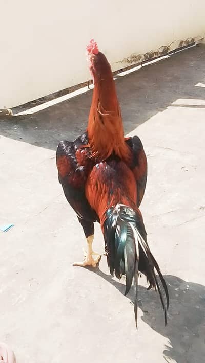 Long Heighted Aseel Murga