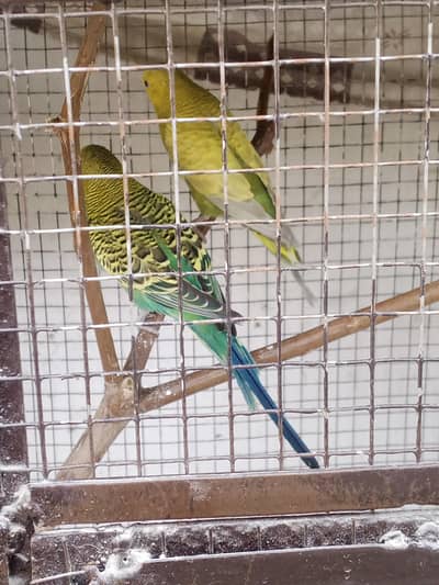 healthy pair of parrots for sale Healthy Pair of Parrots for Sale