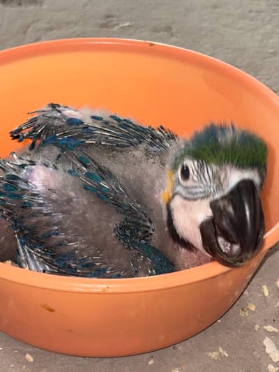 Blue and Gold Big Macow