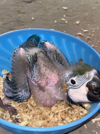 Blue and Gold Big Macow