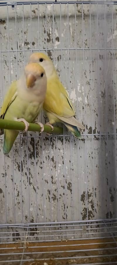 love birds with eggs