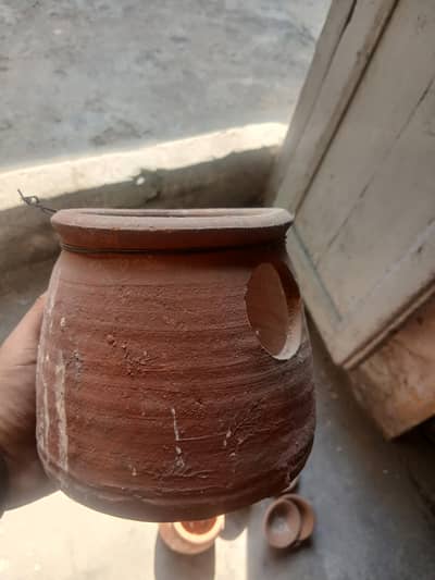 breeding matki +plate