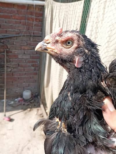 Pure Aseel Makoya Nd Mianwali