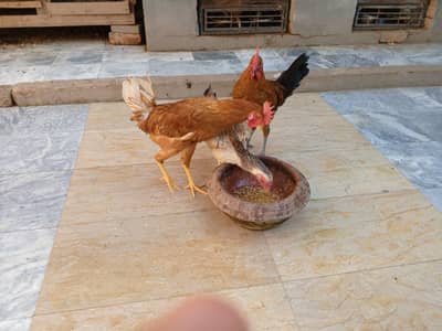 Egg Laying Hens Available