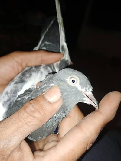 original BOS ki aankh mein teddy