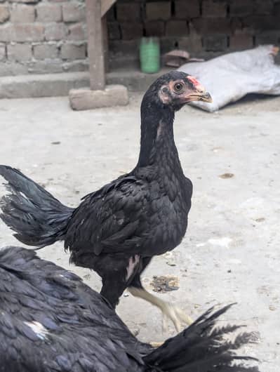 Thai trad imported Bloodline 2 Pathay for sale , check guarantee