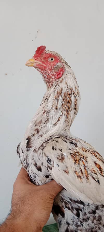High quality cheena murga pure aseel miawali breed white eye
