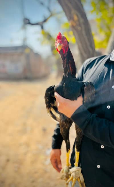 Aseel Full long height patha (03248723662)