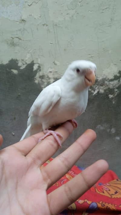 Assalamu o alikum handtame 4 eno red eye cocktai for sale in bwp