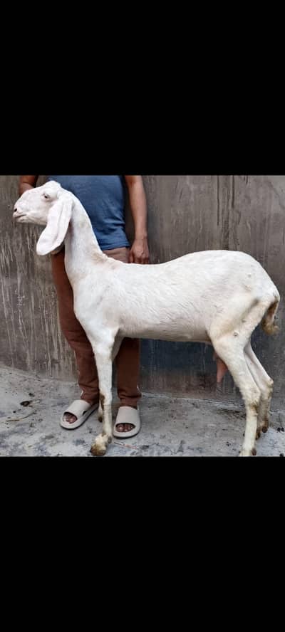 pure rajan puri gulabi  for sale