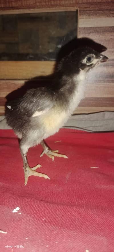 aseel mushka chick's  black bantum white bantum