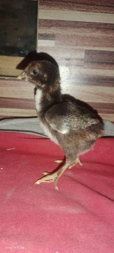 aseel mushka chick's  black bantum white bantum