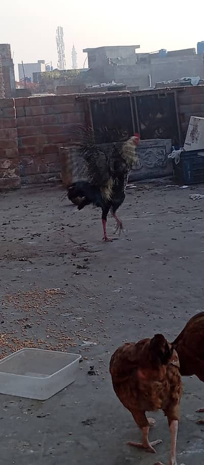 HOME BREED FROM MIANWALI CROSS