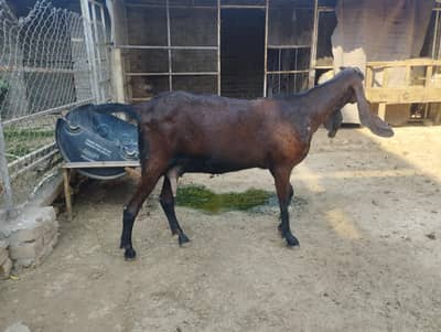 nagri beetal female for sale