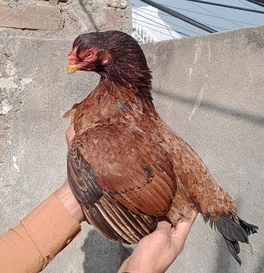 Amrohi Breeder  Madi 0315/5202336