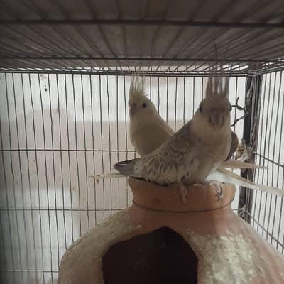 Cocktail, Lovebirds & Dove