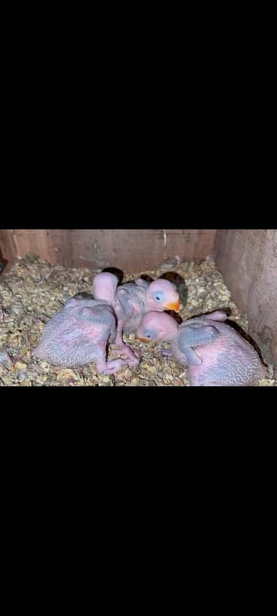 Kashmir Raw Baby Chick