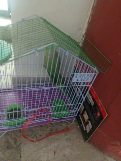 green parrot with small cage