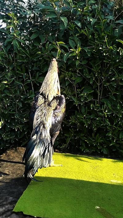 High Quality Sawa Jawa patha Aseel Murgha for sale 03444859901