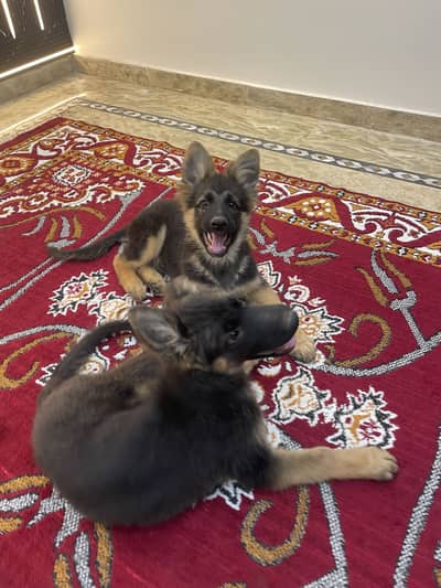 German Shepherd Dog (GSD) Puppies for Sale – Age 4 Months Old