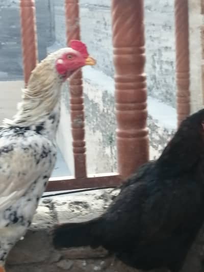 15000 ma 2 aseel murghay or 1 murgi for sale