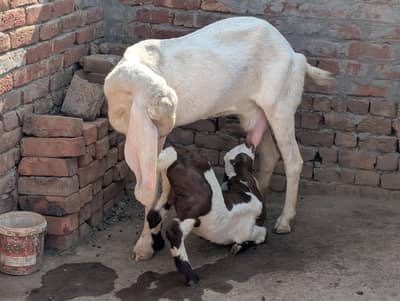 Rajan puri nasal 1 month pregnant 2 months ka bacha. bacha Male