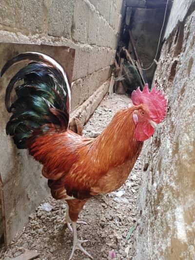 misri murga murgi eag laying