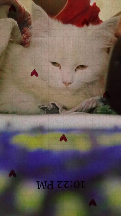 Persian cat single cot