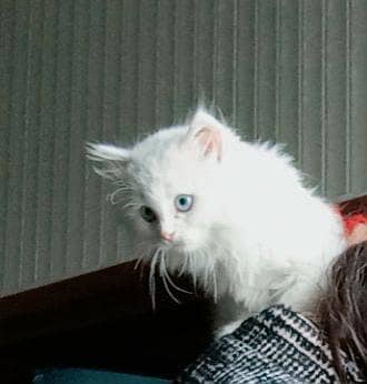 Persian cat single cot