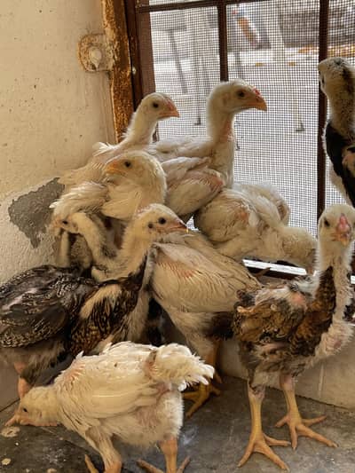 King white Shamo chicks