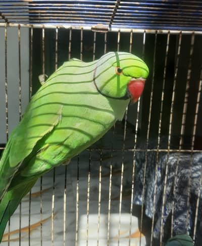 Ring neck Breeder Male