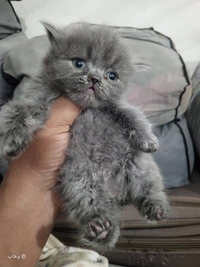 Persian / Kitten / Triple Coat / Grey / Brown / Black / Billi /