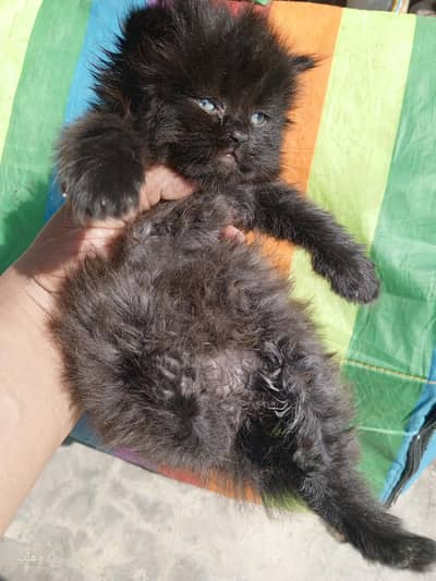 Persian / Kitten / Triple Coat / Grey / Brown / Black / Billi /
