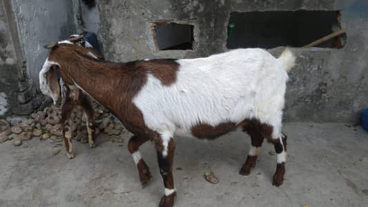 dasi betal bakri for sale