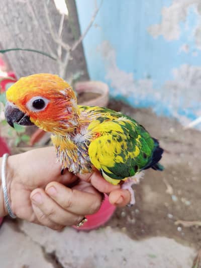 Sun conure chicks
