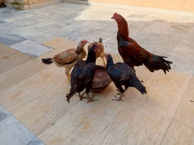 Aseel Aur Desi Murghiyan For Sale