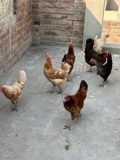 Golden Misri Egg Lying Hens For Sale