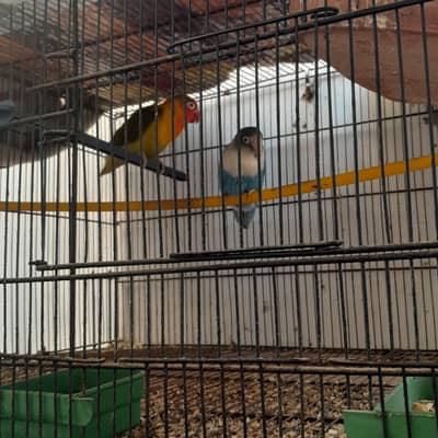 Beautiful Pair of Love Birds,Healthy & Active Love Birds