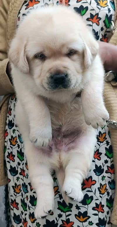 LABRADOR show class pup 03014615555