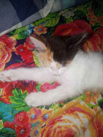 Persian hn full active hn  argent sell Karni h