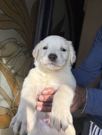 Labrador Retriever Puppies for Sale