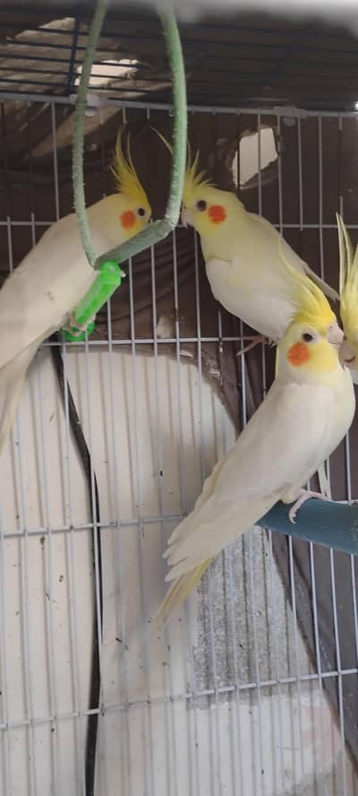 cream cockatiel big size and Eno hand tame