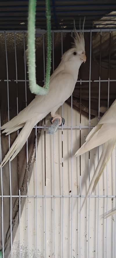 cream cockatiel  and Eno female