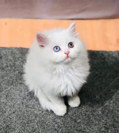 Persian female kitten for sale My WhatsApp number 03 25 022 67 56