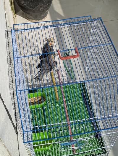 cockatiel bird pair with cage