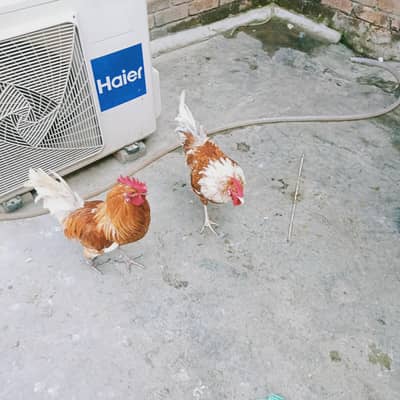 beautiful twins roaster  2000 for each