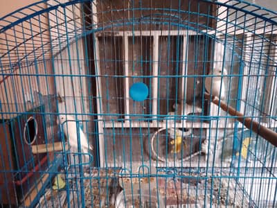 albino black eyed parrots