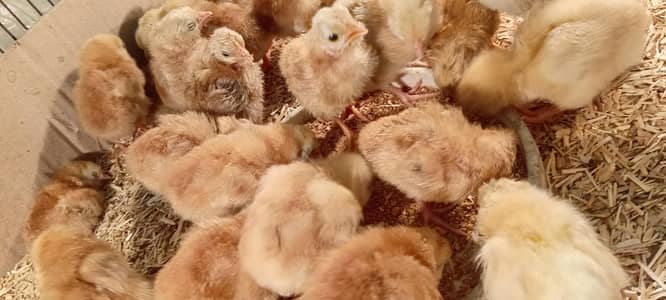 lohmon brown chick available