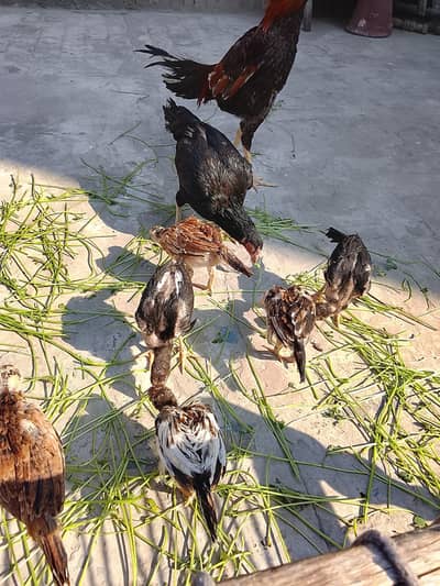 one hen and six chicks